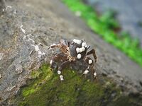 Поморие, фотосессия вместо луфаря: Пасха, новая камера и мелкая ставрида на самодур