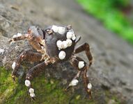 Поморие, фотосессия вместо луфаря: Пасха, новая камера и мелкая ставрида на самодур