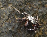 Поморие, фотосессия вместо луфаря: Пасха, новая камера и мелкая ставрида на самодур