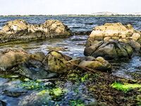 Крайморие и мыс Форос: улитки рапан, сети и ожидание осенней рыбы у слива Мандры