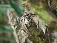 Крайморие и мыс Форос: улитки рапан, сети и ожидание осенней рыбы у слива Мандры