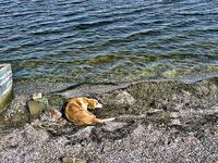 Крайморие и мыс Форос: улитки рапан, сети и ожидание осенней рыбы у слива Мандры