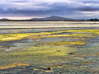 Солниците под Бургасом: нереис из солёной грязи живее магазинного, клев выше