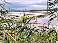 Солниците под Бургасом: нереис из солёной грязи живее магазинного, клев выше