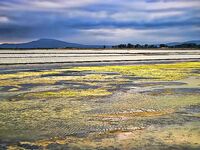 Солниците под Бургасом: нереис из солёной грязи живее магазинного, клев выше
