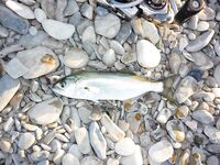 Голубая бухта, Геленджик: ултралайт, пилькеры 3–7 г и микроджиг по разным видам рыбы