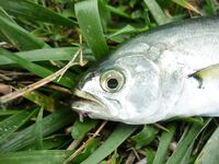 Голубая бухта, Геленджик: ултралайт, пилькеры 3–7 г и микроджиг по разным видам рыбы