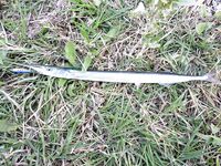 Голубая бухта, Геленджик: ултралайт, пилькеры 3–7 г и микроджиг по разным видам рыбы