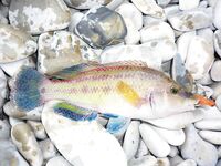 Голубая бухта, Геленджик: ултралайт, пилькеры 3–7 г и микроджиг по разным видам рыбы