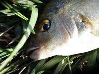 Голубая бухта, Геленджик: ултралайт, пилькеры 3–7 г и микроджиг по разным видам рыбы