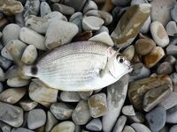 Голубая бухта, Геленджик: ултралайт, пилькеры 3–7 г и микроджиг по разным видам рыбы