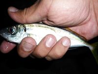 Голубая бухта, Геленджик: ултралайт, пилькеры 3–7 г и микроджиг по разным видам рыбы