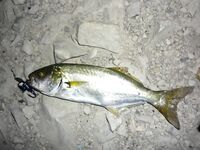 Голубая бухта, Геленджик: ултралайт, пилькеры 3–7 г и микроджиг по разным видам рыбы