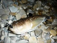 Голубая бухта, Геленджик: ултралайт, пилькеры 3–7 г и микроджиг по разным видам рыбы