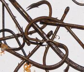 Морские крючки — ржавеют быстро, промывка спасает частично; конгера стараются отпускать