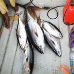 Занзибар — морская рыбалка на жёлтопёрого: 6-часовые вылазки и три тунца