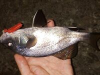 Rockfishing — «ночные разбойники» на мелководье