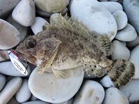 Rockfishing — «мелкие трофейчики» и проверка точки на сумерках