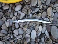 Rockfishing — «мелкие трофейчики» и проверка точки на сумерках