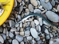 Rockfishing — «мелкие трофейчики» и проверка точки на сумерках