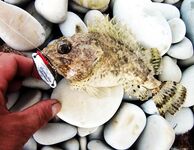 Rockfishing — «мелкие трофейчики» и проверка точки на сумерках