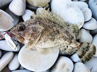 Rockfishing — «мелкие трофейчики» и проверка точки на сумерках