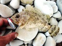 Геленджик, Чёрное море — ровно неделю назад: бомбарда 10 г и белый червячок