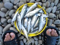 Геленджик, Чёрное море — ровно неделю назад: бомбарда 10 г и белый червячок