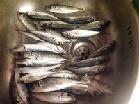 Крым, Судак — рокфишинг: на бомбарду 9 г, что по проводке?