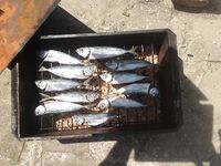 Крым, Судак — рокфишинг бомбардой и джигом: список уловов