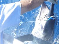 Big Game Fishing Кабо-Верде: пролив Сао Висенте — Сао Антао, пики апрель—июль