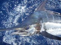 Big Game Fishing Кабо-Верде: пролив Сао Висенте — Сао Антао, пики апрель—июль