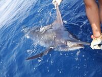 Big Game Fishing Кабо-Верде: пролив Сао Висенте — Сао Антао, пики апрель—июль