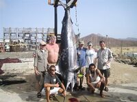 «Коктейль через трубочку» и 362 кг трофея: наблюдать и ловить — разные роли