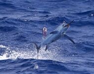 25.02.2010: синий марлин около 80 кг — отпуск; вечером морской окунь до 20 кг