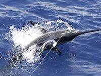 22.03.2010: три атаки — два «синих» 350 и 450 lb — краткий апдейт дня