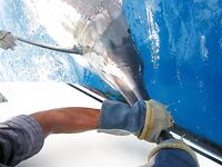 30.03.2010: до обеда 250 lb отпуск, к вечеру сход ~600 lb — всего три рыбы