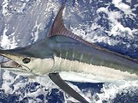 03.04.2010: штормит, марлин 300 lb и сход белого — накануне ваху 20 кг