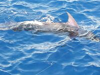 15–16.04.2010: 4/3 и 3/1 по марлину, лучший — 600 lb, участок к Сао Антао