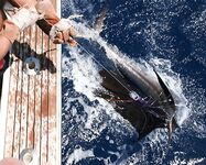 19.04.2010: три атаки, распрямлённый крючок и парусник 35 кг в концовке дня