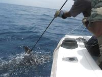 20.04.2010: юг Сао Висенте, Сан Педро — по два «синих» 300 lb, теги и отпуск