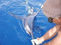 22.04.2010: две атаки — два синих 250 и 450 lb, вываживание стоя и отпуск