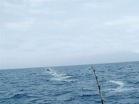 23–24.04.2010: три «синих» и ваху 30 кг, затем первый марлин у Владимира 250 кг