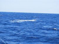 28.04.2010: два «синих», один ушёл на 750 lb — леска лопнула на 300 м