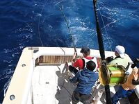 28.04.2010: два «синих», один ушёл на 750 lb — леска лопнула на 300 м