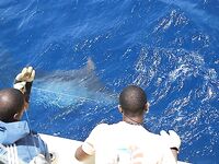 29.04.2010: юго-запад Сао Висенте, зрелищный бой 350 lb и череда пустых догонов