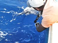 29.04.2010: юго-запад Сао Висенте, зрелищный бой 350 lb и череда пустых догонов