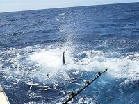 29.04.2010: юго-запад Сао Висенте, зрелищный бой 350 lb и череда пустых догонов