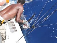 30.04–01.05.2010: 11 атак, три марлина до 300 кг и дроп-бэк на 400 lb стэнд ап