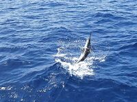 30.04–01.05.2010: 11 атак, три марлина до 300 кг и дроп-бэк на 400 lb стэнд ап